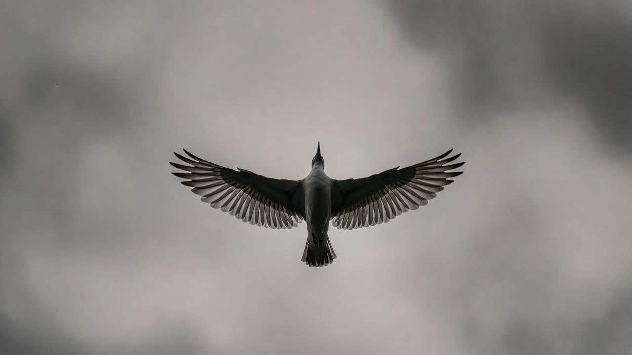 A bird in mid-flight viewed from below against a clean grey sky, wings extended.